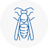 Knebworth Wasp Nest Removal